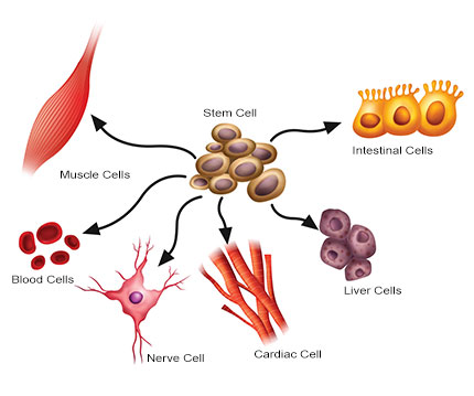 stem cell